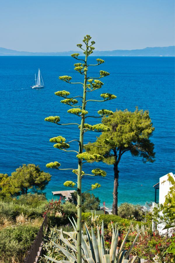 Wyspa Skopelos - Grecja - greckiekefi.pl