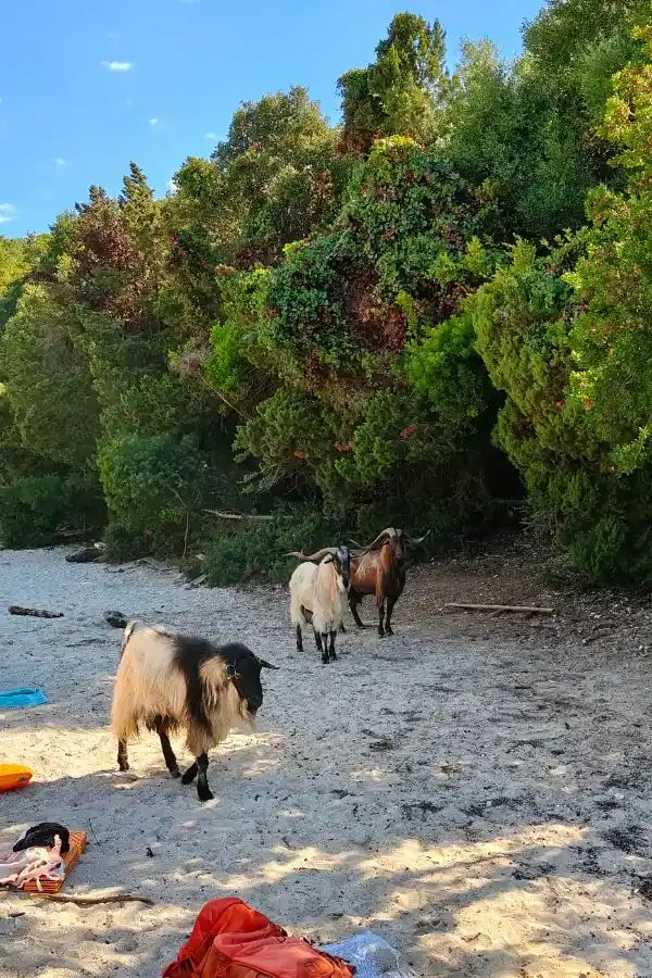 Dzikie kozy na plaży Bella Vraka w Sivocie